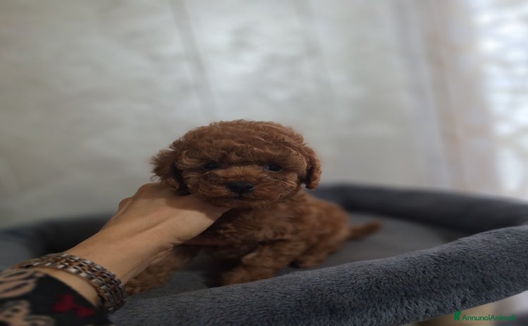 Barboncino cani - Annuncio 4
