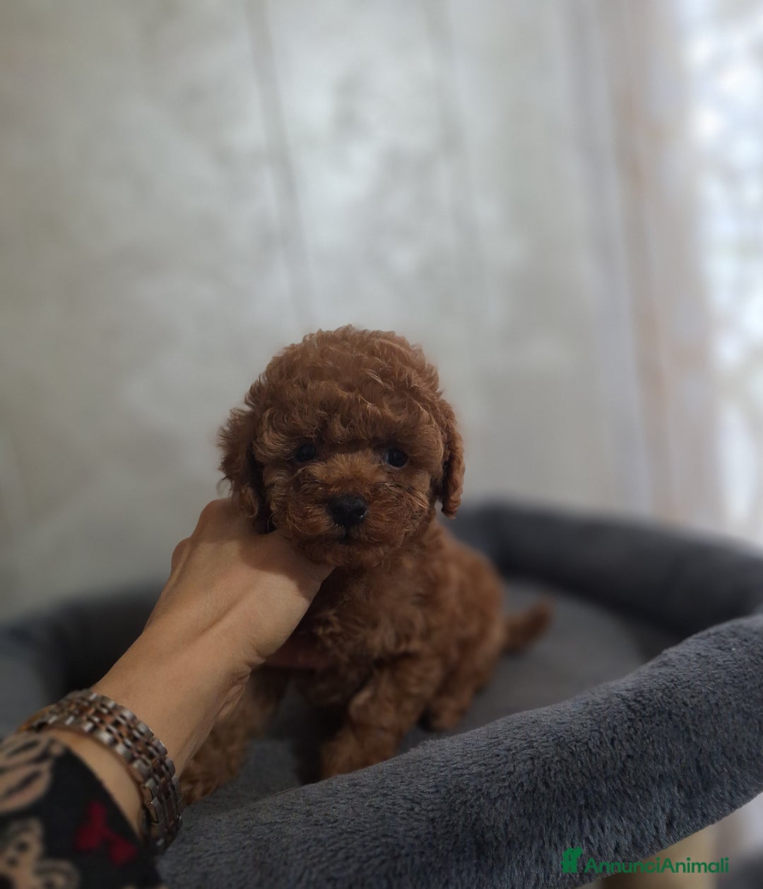 Barboncino cani in vendita: Cucciolata TOY RED con PEDIGREE ENCI + test - Annuncio 1