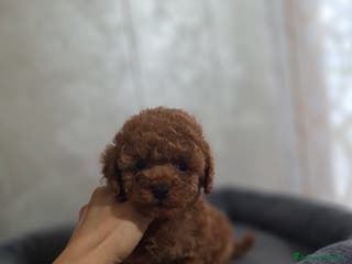 Barboncino cani Cucciolata TOY RED con PEDIGREE ENCI + test - Annuncio 11