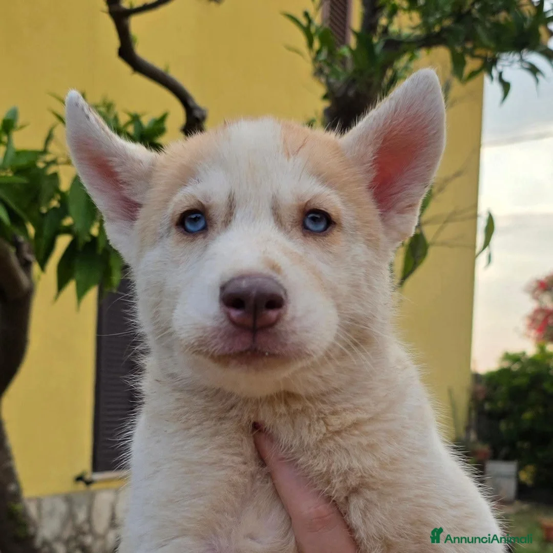 Husky cani in vendita: Siberian husky - Annuncio 7