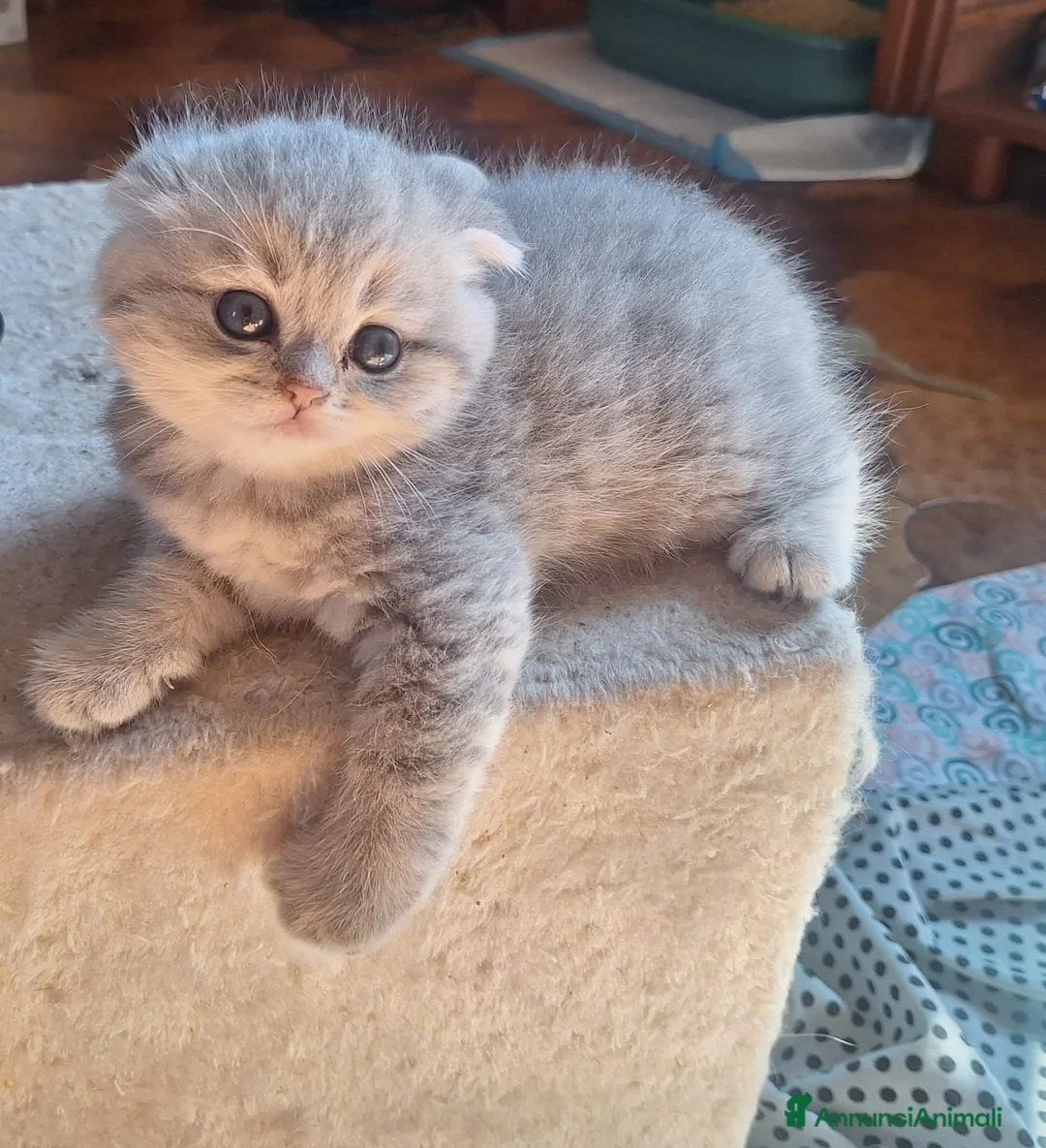 Scottish gatti in vendita: 3 splendidi scottish  - Annuncio 2
