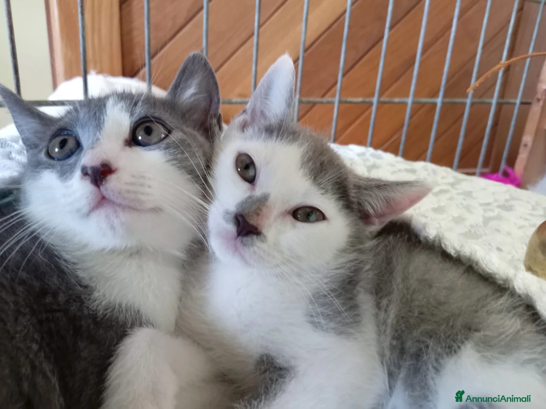Europeo gatti in regalo: gattine sorelle 2 mesi ADOZIONE DI COPPIA❤️ - Annuncio 4