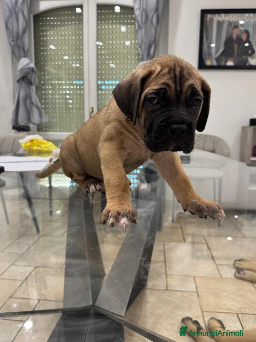 Cane Corso cani in vendita: VENDITA CUCCIOLA DI CANE CORSO - Annuncio 7