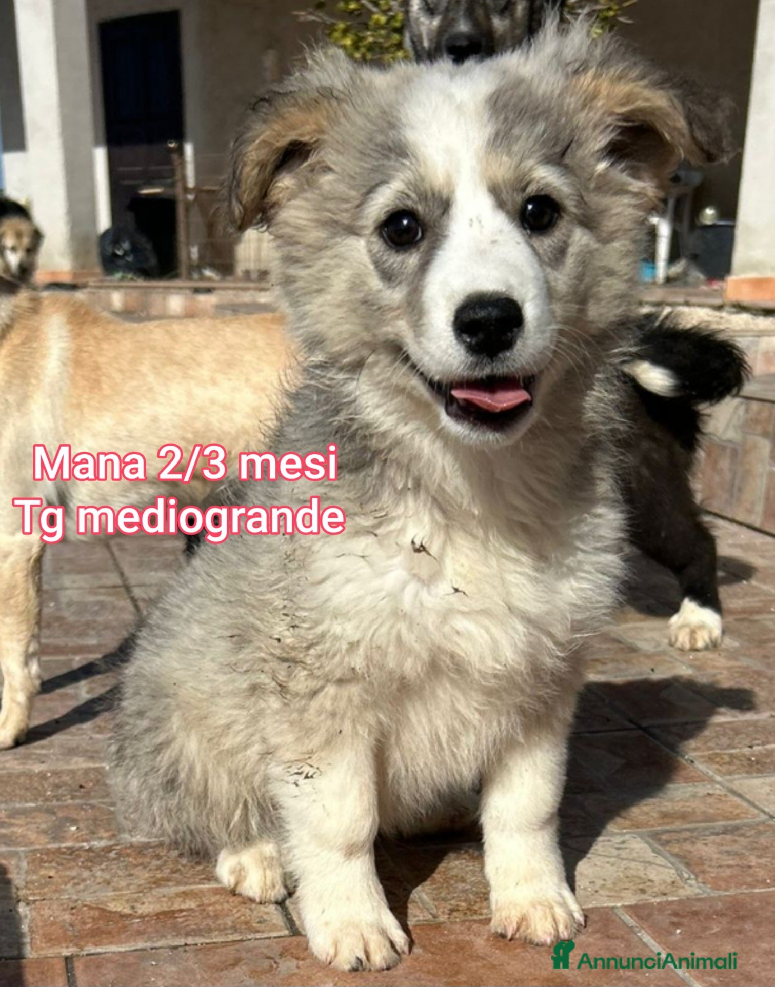 Meticcio cani TANTI CUCCIOLI SOLI!  - Annuncio 1