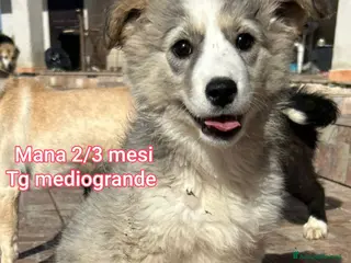 Meticcio cani TANTI CUCCIOLI SOLI! - Annuncio 24