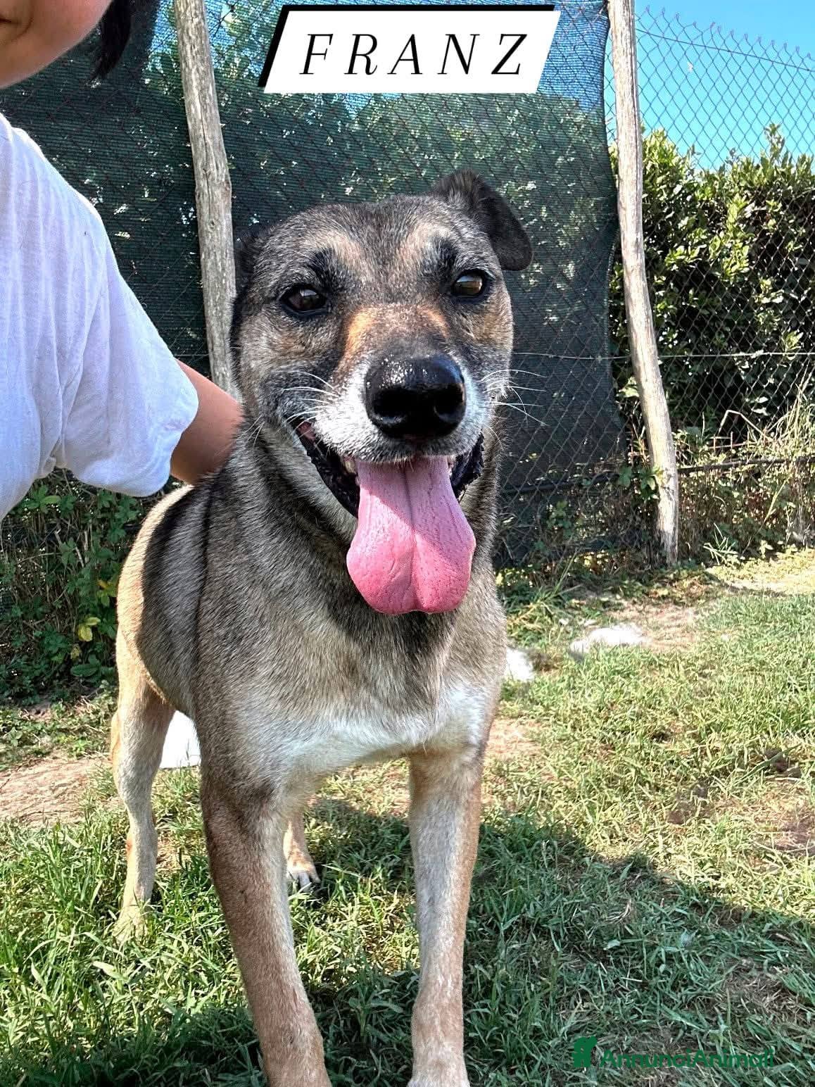 Meticcio cani FRANZ, regaliamogli un futuro - Annuncio 1
