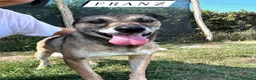 Meticcio cani in regalo: FRANZ, regaliamogli un futuro - Annuncio 1