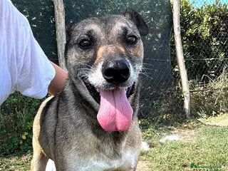 Meticcio cani FRANZ, regaliamogli un futuro - Annuncio 36