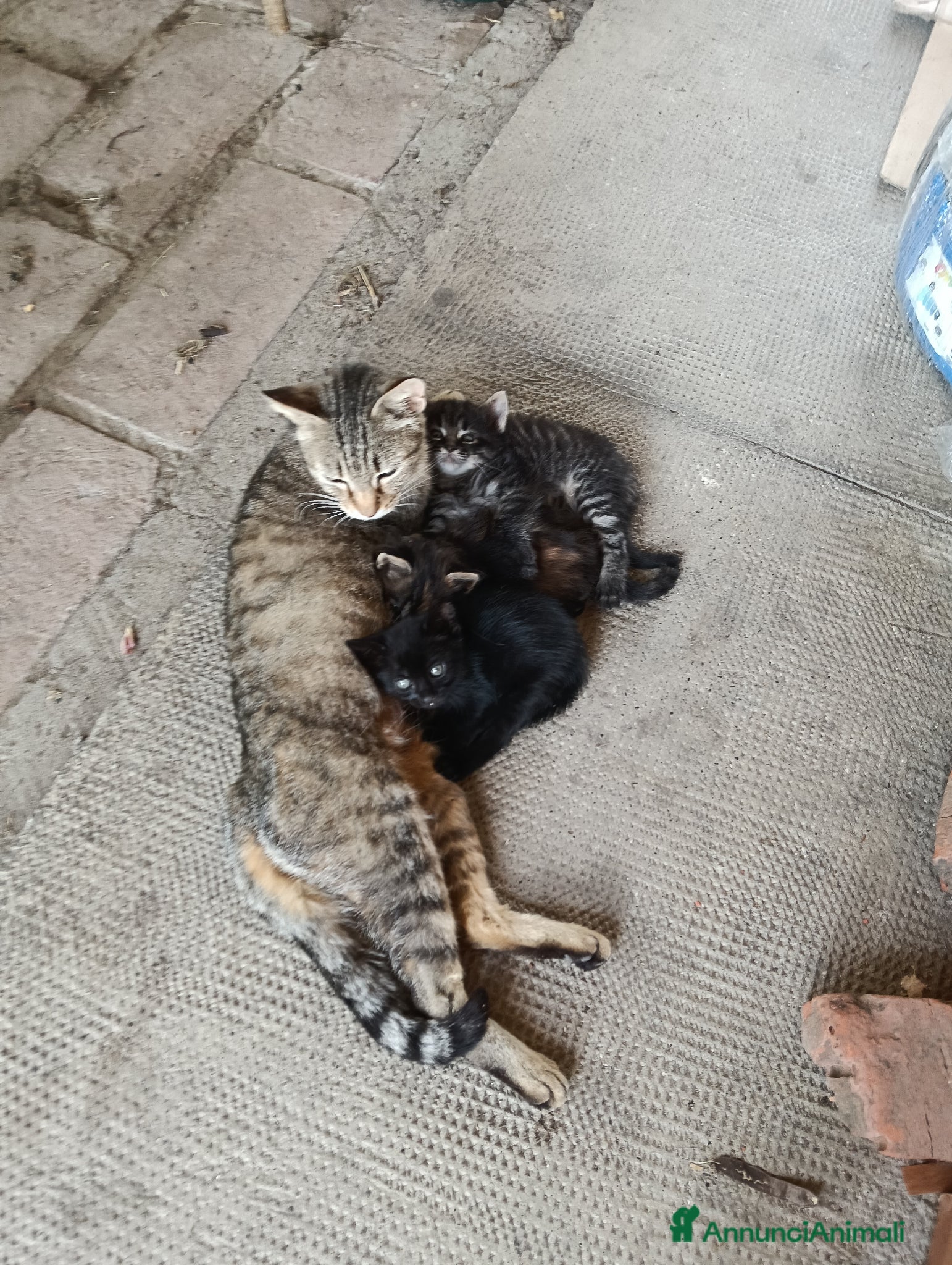 Meticcio gatti Gattini meticci - Annuncio 6
