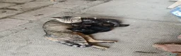 Meticcio gatti in regalo: Gattini meticci - Annuncio 1
