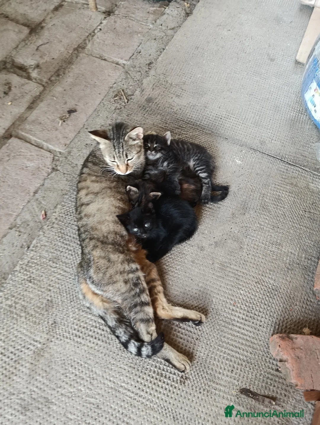 Meticcio gatti in regalo: Gattini meticci - Annuncio 1