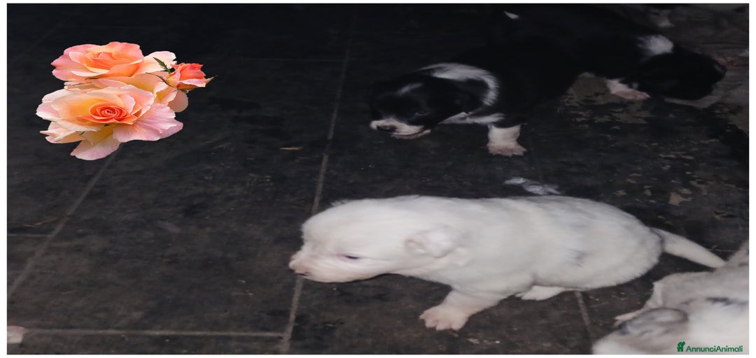 Immagine della galleria {{count}}