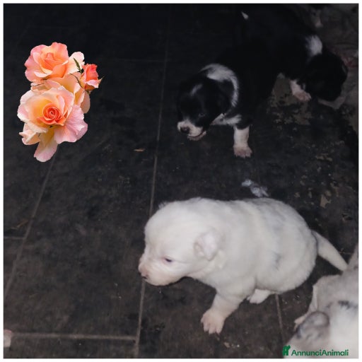 Immagine della galleria {{count}}