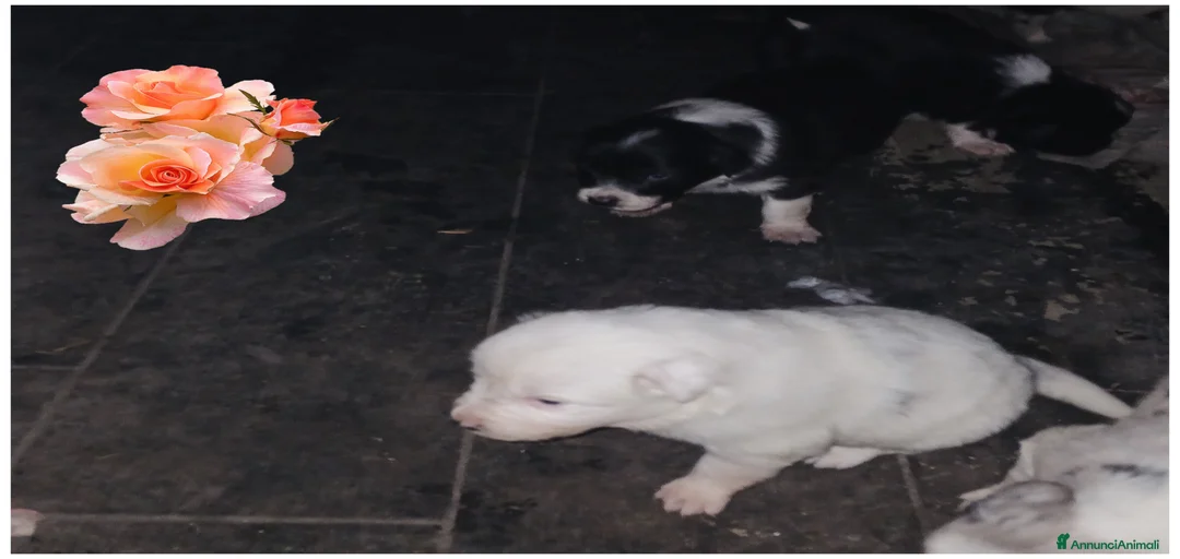 Immagine della galleria {{count}}