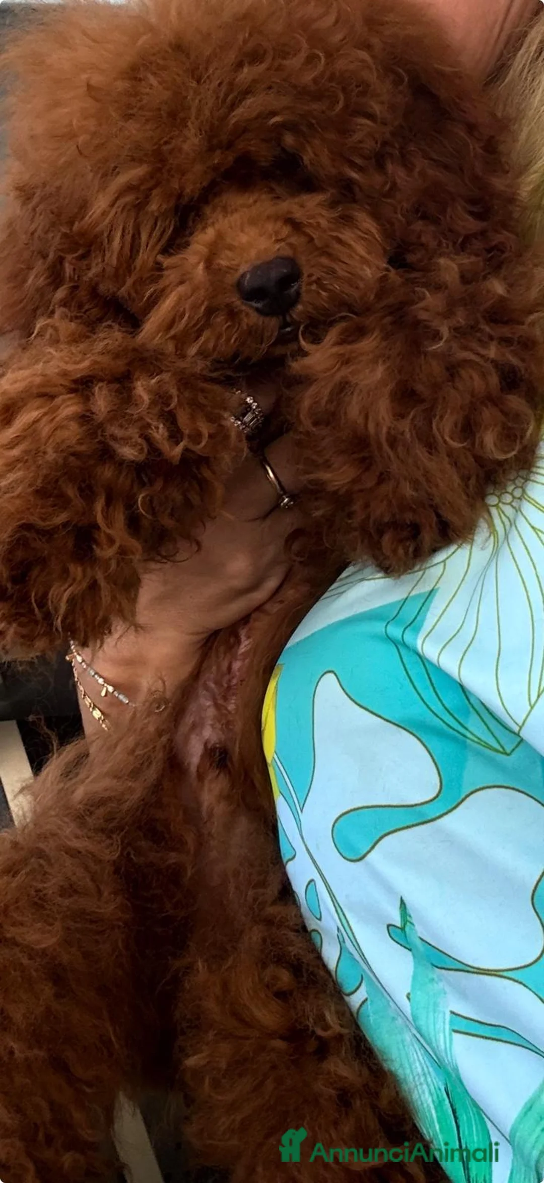 Barboncino cani in vendita: Barboncino nano red brown - Annuncio 4