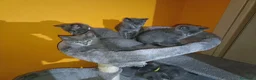 Certosino gatti in vendita: Cuccioli di certosino PURISSIMI  - Annuncio 16