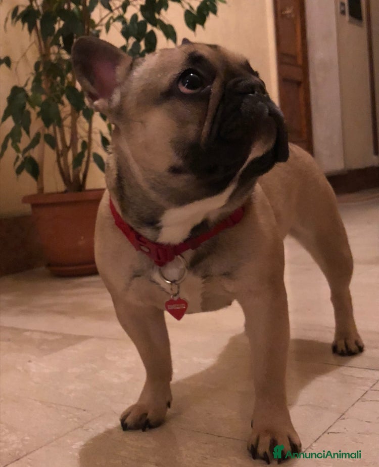 Bulldog Francese cani Bulldog Francese cuccioli - Annuncio 4
