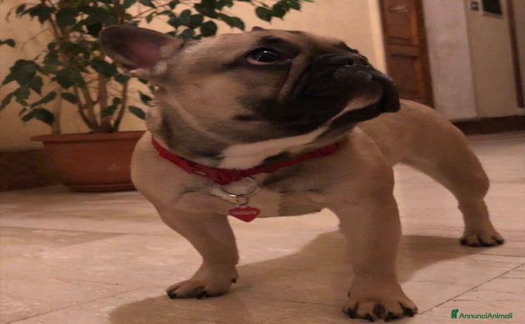 Bulldog Francese cani - Annuncio 6