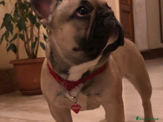 Bulldog Francese cani Bulldog Francese cuccioli - Annuncio 23