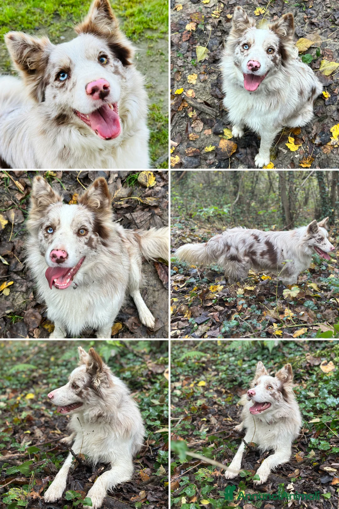 Border Collie cani in vendita: Cuccioli border collie - Annuncio 12