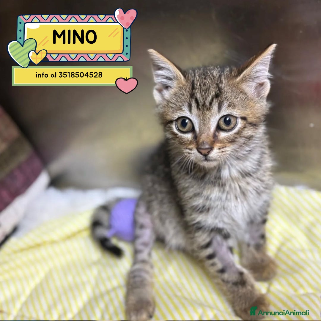 Meticcio gatti in regalo: MINO dolce micino cerca casa - gattino in adozione - Annuncio 1