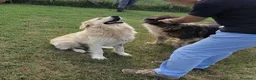Meticcio cani in regalo: Astra, derivata Golden retriever in adozione - Annuncio 5