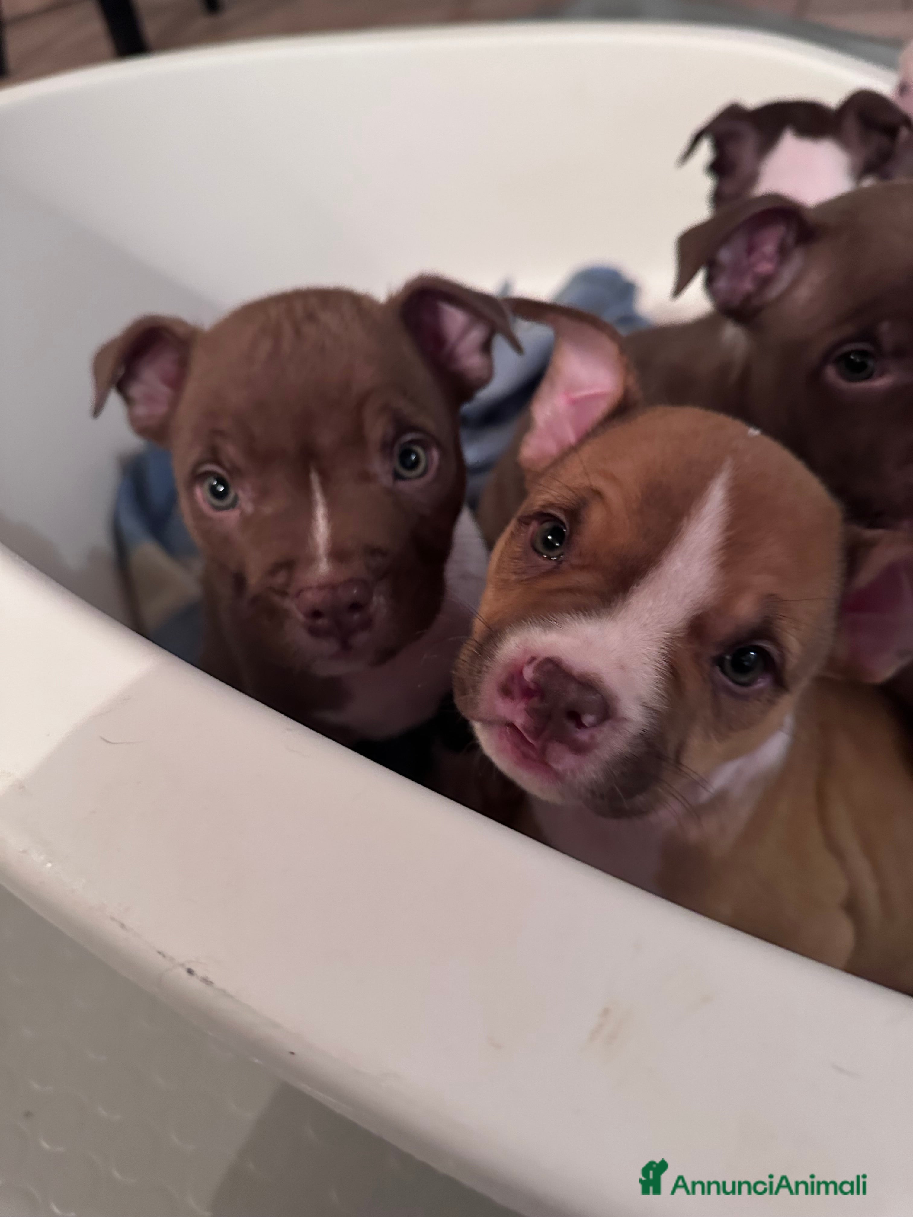 Pitbull cani American Pitbull terrier rednose - Annuncio 2