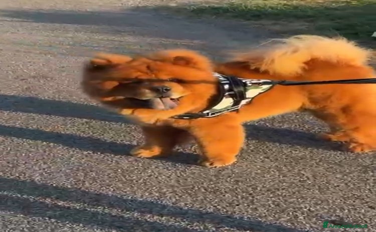Chow Chow cani a Città Metropolitana di Genova - Annuncio 1