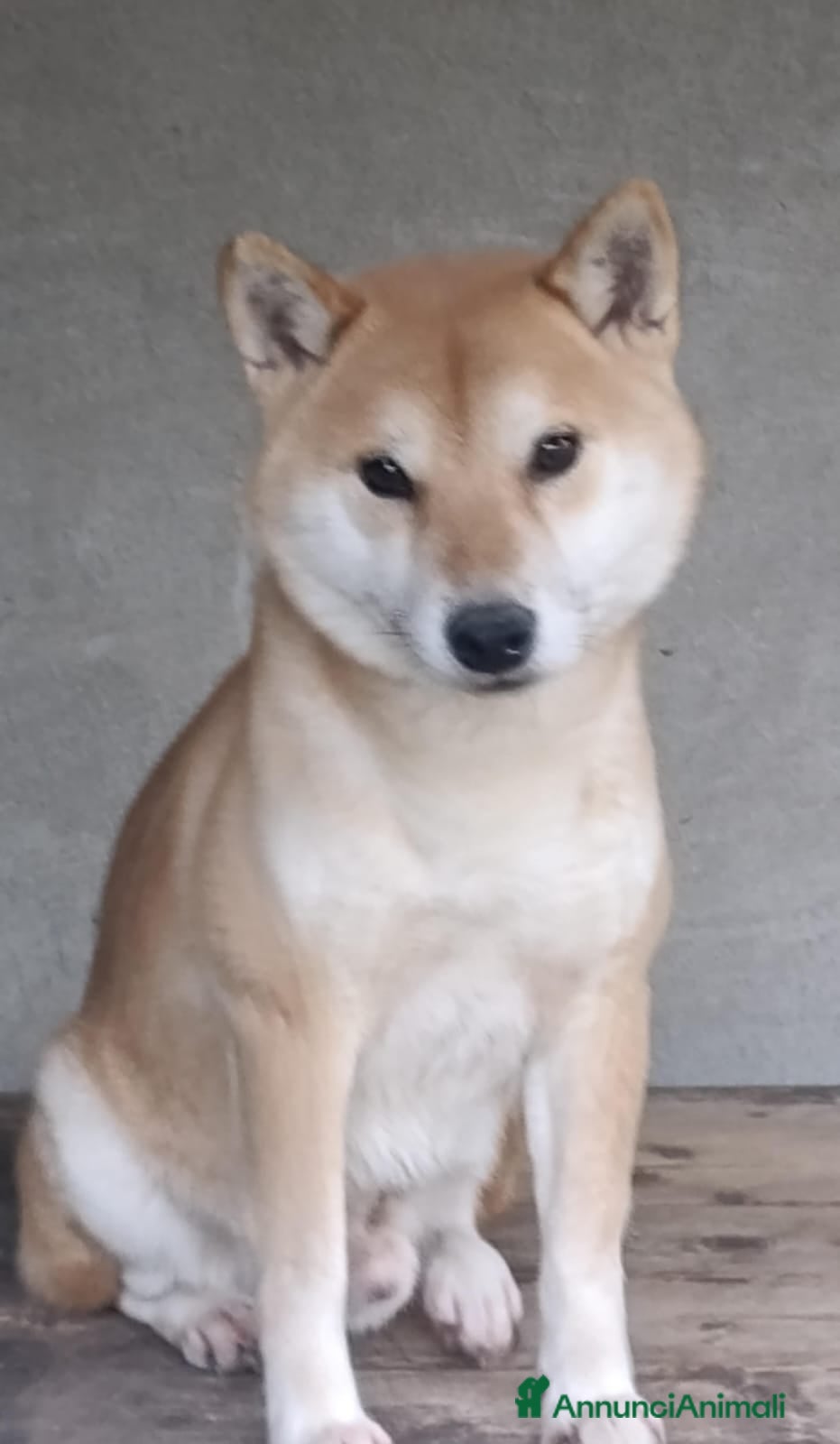 Shiba Inu cani adozione a Province of Pavia - Annuncio 1