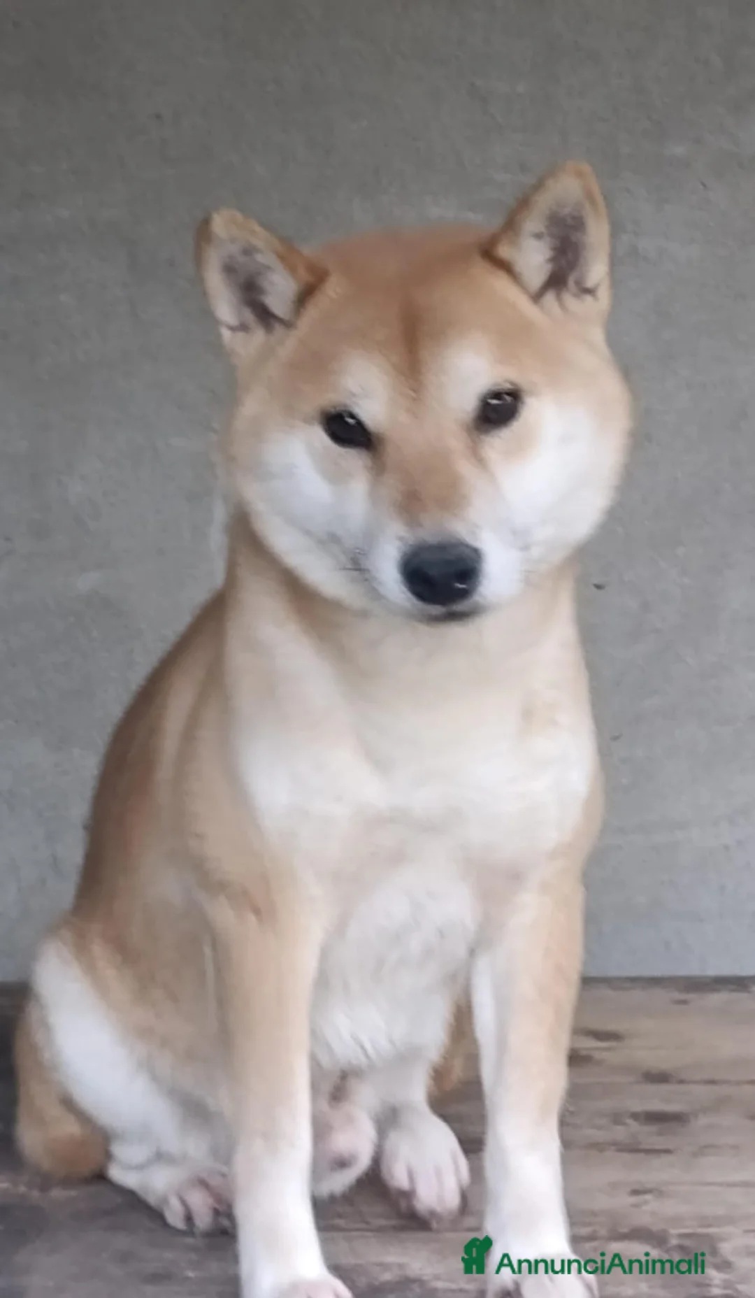 Shiba Inu cani in regalo: adozione a Province of Pavia - Annuncio 1