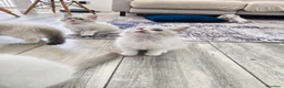 Ragdoll gatti in vendita: Cuccioli di Ragdoll con pedigree enfi - Annuncio 10