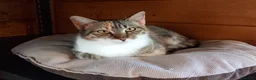 Europeo gatti in regalo: Karina, dolce micia tricolore in adozione! - Annuncio 2