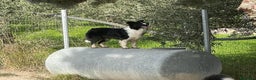 Border Collie cani in vendita: Border Collie Pedigree – Madre Campionessa - Annuncio 5