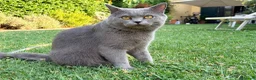 Scottish gatti per accoppiamento: Scottish Straight grigio per monta - Annuncio 4
