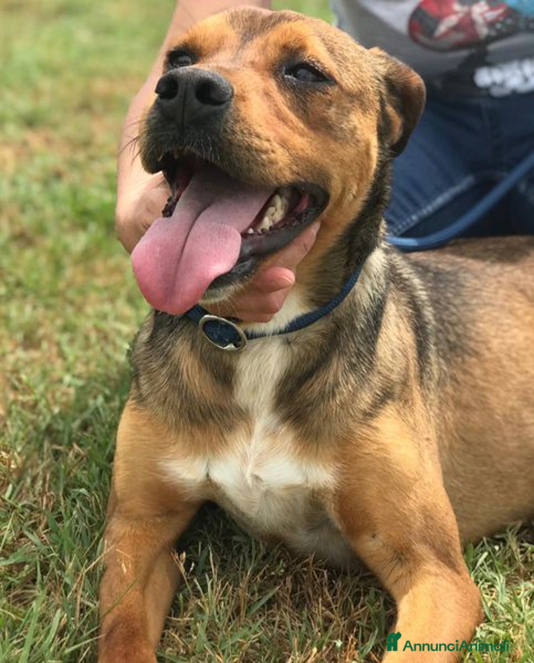 Meticcio cani in regalo: Mango, il cagnolino che si mette in posa - Annuncio 3