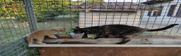 Meticcio gatti in regalo: Regalo gattini ad Alba - Annuncio 2