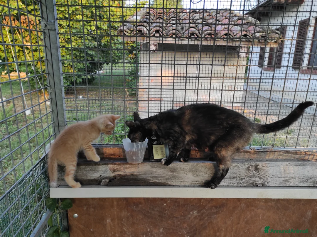 Meticcio gatti in regalo: Regalo gattini ad Alba - Annuncio 2