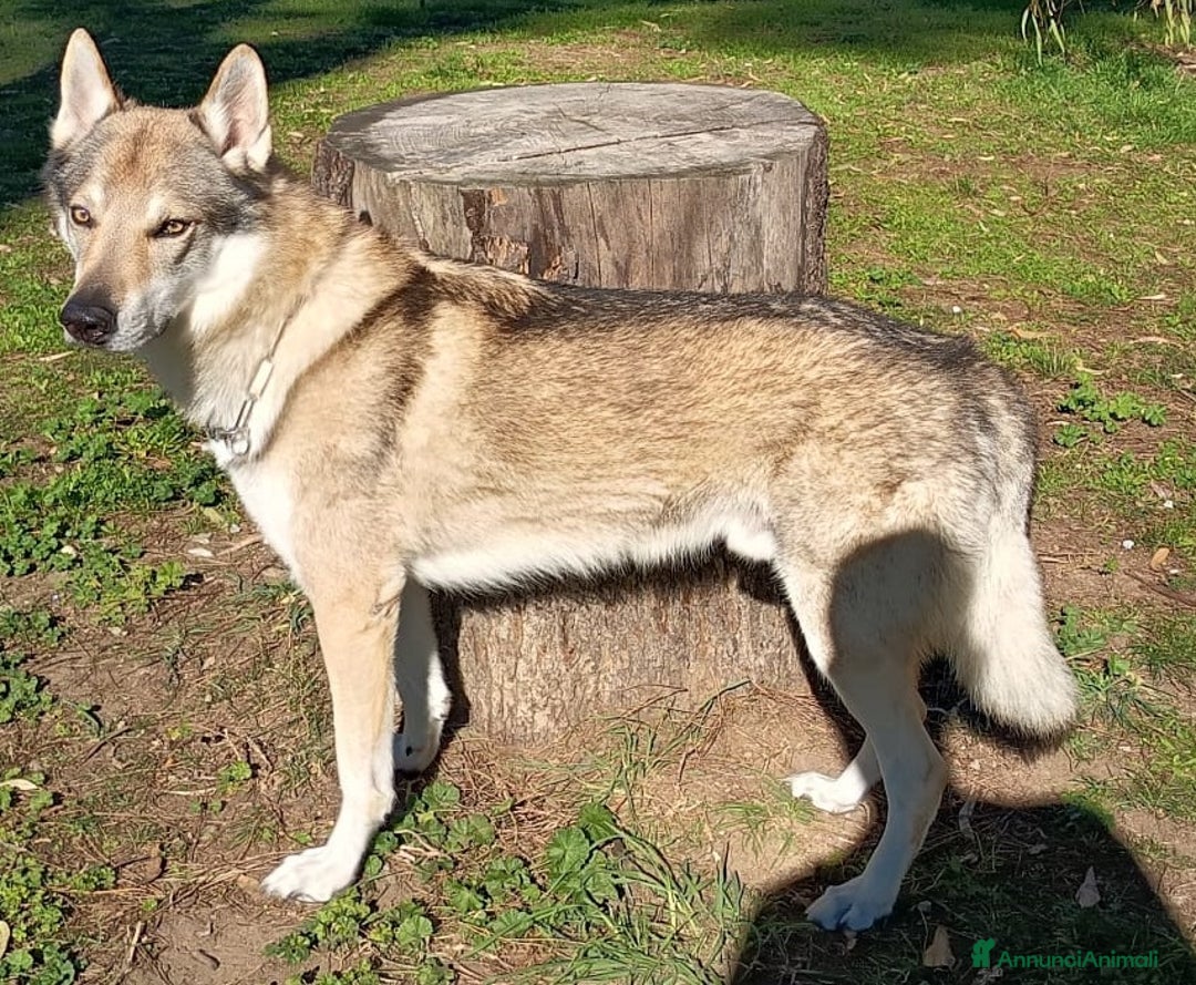 Lupo Cecoslovacco cani per accoppiamento: Lupo Cecoslovacco per monta - Annuncio 1