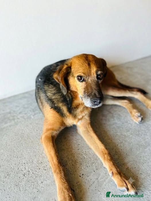 Meticcio cani Zarina - Annuncio 9