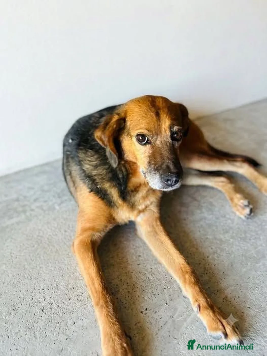 Meticcio cani in regalo: Zarina - Annuncio 1