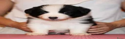Border Collie cani in vendita: Cuccioli di Border collie  a Provincia di Padova - Annuncio 10