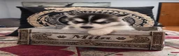 Alaskan Malamute cani in vendita: CUCCIOLI DI ALASKAN MALAMUTE ROMA - Annuncio 10