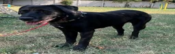 Meticcio cani in regalo: ELIJA LABRADOR - Annuncio 2