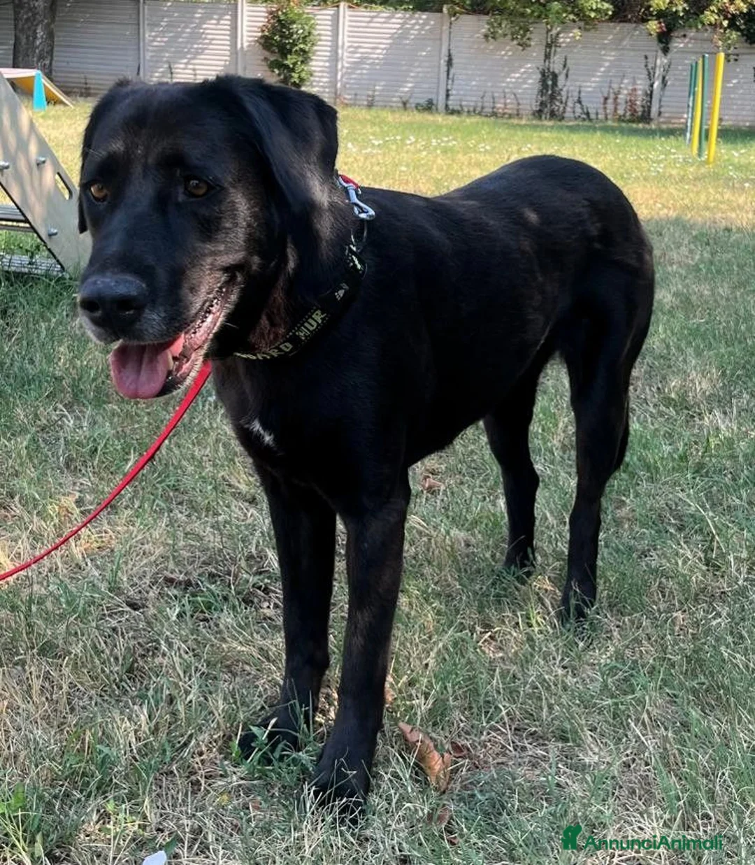 Meticcio cani in regalo: ELIJA LABRADOR - Annuncio 2