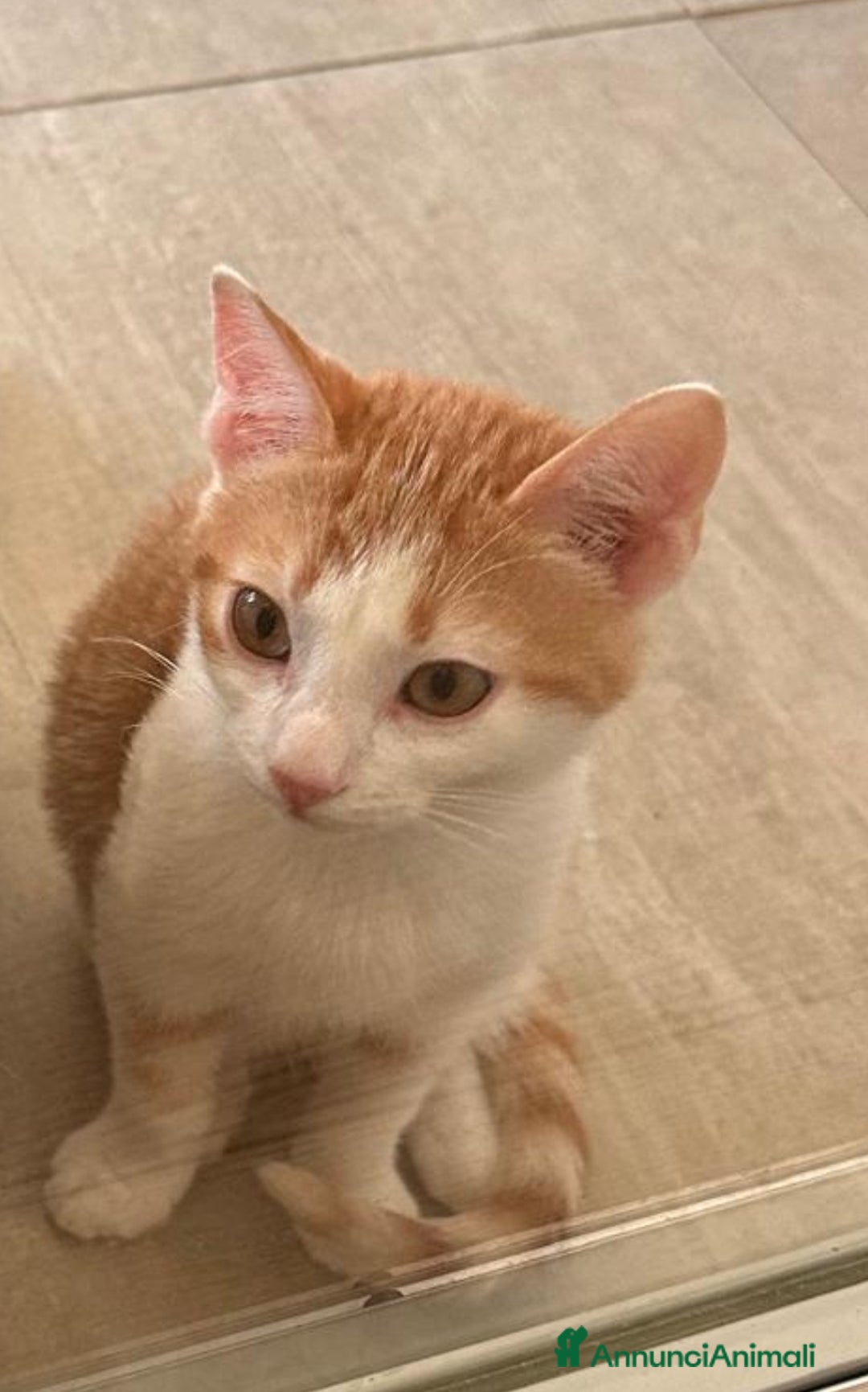 Europeo gatti in regalo: Gattino bianco e rosso - Annuncio 9