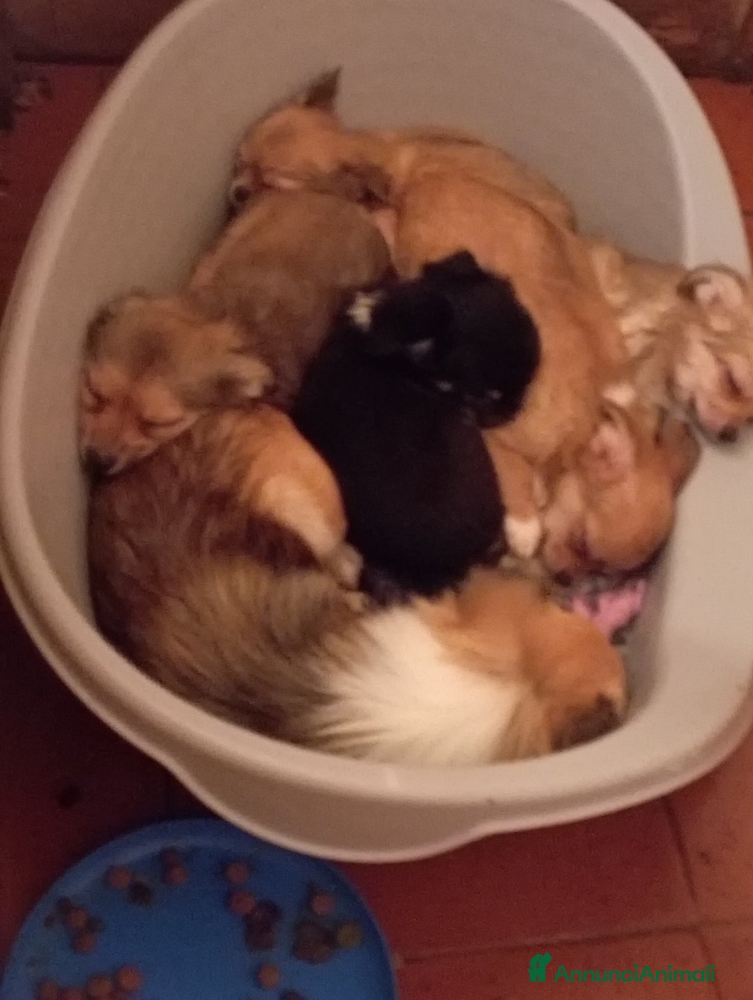 Chihuahua cani in vendita: Vendo chihuahua a pelo lungo 2 maschi  - Annuncio 2