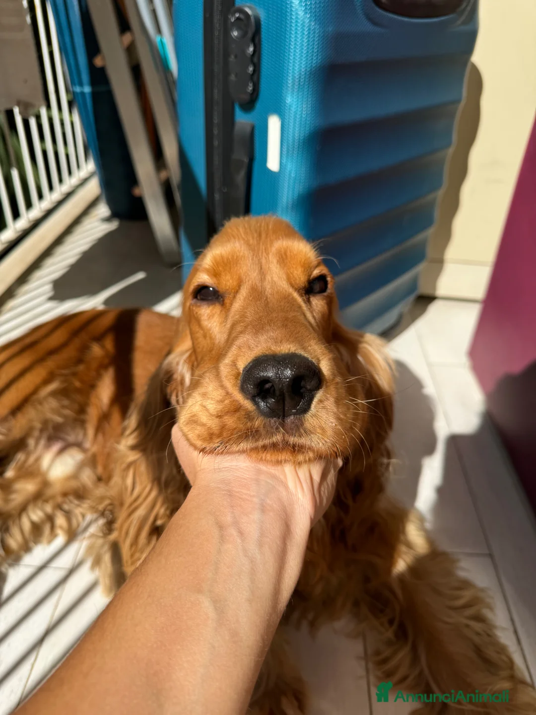 Cocker cani per accoppiamento: Fantastico cocker spaniel inglese   - Annuncio 13