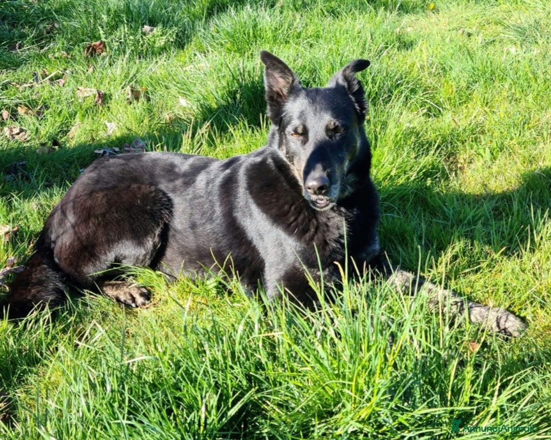 Meticcio cani in regalo: Beth, lupa in adozione Cane lupoide Femmina a Latina - Annuncio 3