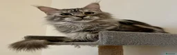 Maine Coon gatti in vendita: Maine coon con pedigree  - Annuncio 9