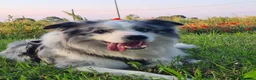 Border Collie cani per accoppiamento: Bellissimo Border con Pedigree per Accoppiamento a Provincia di Cremona - Annuncio 9